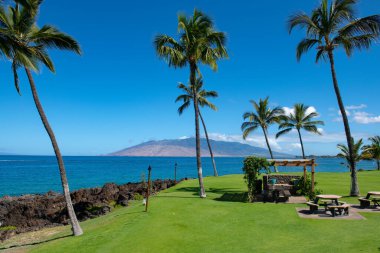 Palmiye adası cennet duvar kağıdı. Gökyüzünde güneş ışığı olan tropik palmiye ağacı soyut bir arkaplan. Yaz tatili ve doğa yolculuğu macera konsepti.