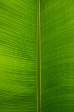 Tropikal yaprak dokusu arka planı. Yeşil yaprak yapısı. Soyut yeşil dokuyu, doğa arkaplanı, tropikal yaprağı kapat.