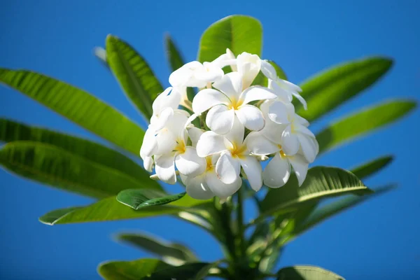 Fiori di plumeria rubra bianca su sfondo cielo blu. Fiore Frangipani. Esotico Plumeria Spa Fiori su sfondo verde foglia tropicale. Bella profumata flosers, aromaterapia. — Foto Stock