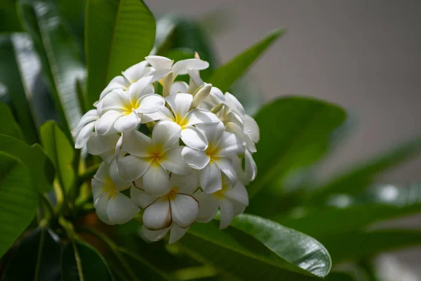 Blühende Frangipani-Blume. Weiße Blüten von plumeria rubra. Frangipani blühen im Frühling. — Stockfoto