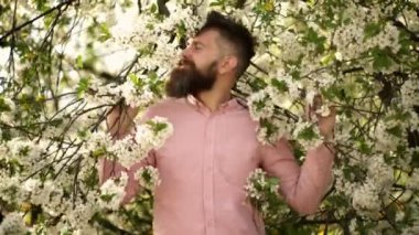 Bahar sakallı adam çiçek ağacı kokusu, açık hava portresi. Meyve bahçesinde çiçek kokan bir adam. Bahar çiçekli sakal..