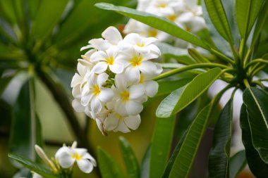 Beyaz Plumeria Rubra çiçekleri. Frangipani çiçeği. Beyaz Frangipani çiçek buketi.