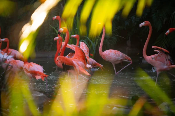 Rosafarbener Flamingo in der Natur. Phoenicopterus ruber in engem Kontakt mit dem Weibchen. Schönheit Flamingos. — Stockfoto