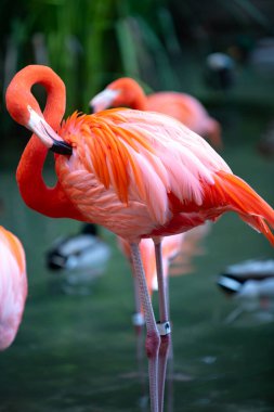 Güzel pembe flamingo. Gölette bir sürü pembe flamingo. Flamingolar veya flamingolar Phoenicopterus familyasından bir kuş türü..
