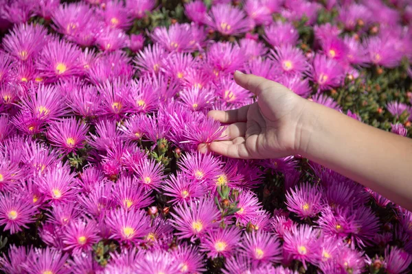 Kids hands on flowers. Pink asters in the garden, pink daisies texture. Violet chamomile background. Background of small purple flowers with child hand. — Photo