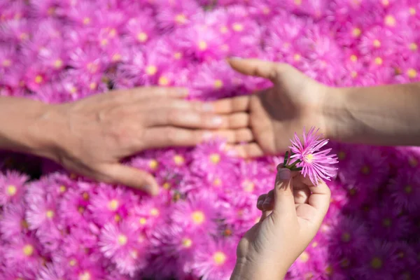 Parents and kid hands together at pink asters flowers. Top view. Family day. — Fotografia de Stock
