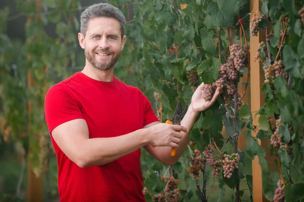 Gärtner bei der Sommertraubenernte. Mann pflückt Weintrauben an Weinreben im Weinberg. Weinlese. Felder Weinberge reifen Trauben für Wein. — Stockfoto