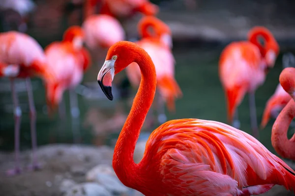 Closeup profile portrait of a pink flamingo. A group of flamingoes. Pink flamingos against green background. Phoenicopterus roseus, flamingo family. — 스톡 사진