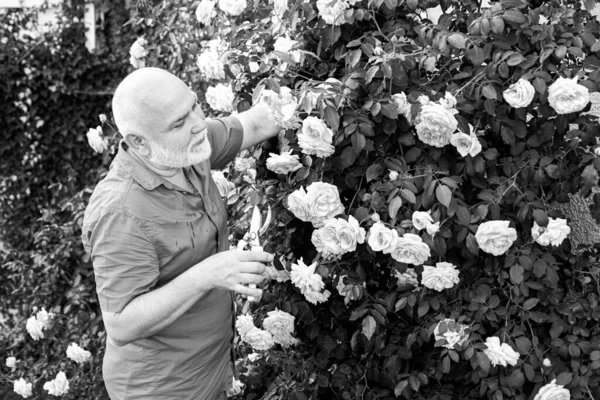 Starszy ogrodnik w ogrodzie kroi róże. Dziadek pracuje na podwórku z wiosennymi kwiatami. — Zdjęcie stockowe
