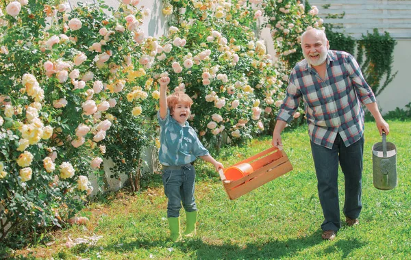 Дедушка и внук. Старые и молодые. Концепция пенсионного возраста. Отец и сын выращивают цветы вместе. Старший мужчина с внуком садоводства в саду. — стоковое фото