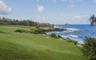 Hawaii 'deki doğa manzarası, berrak denizde palmiye ağacı olan tropikal plaj..