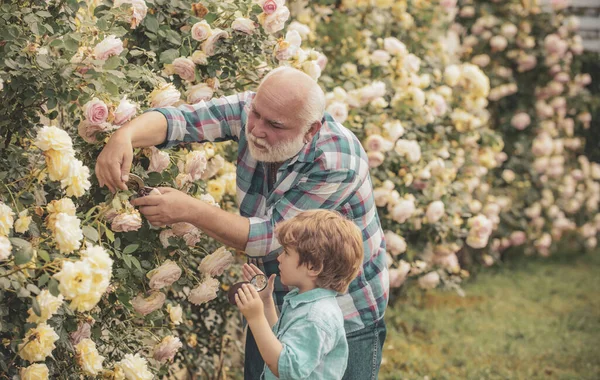 Садоводство - Дедушка садовник в солнечном саду посадки роз. Старший мужчина с внуком садоводства в саду. Профессиональный садовник . — стоковое фото