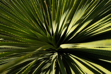 Agave kaktüsü. Kaktüs sırtı, kaktüs tasarımı ya da kaktaceae deseni.