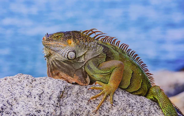 Grön leguan Iguana leguan, även känd som den amerikanska leguanen. — Stockfoto