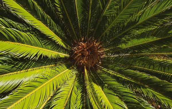 Handflatornas bakgrund. Tropiska palm kokosnötsträd på himlen, natur bakgrund. — Stockfoto
