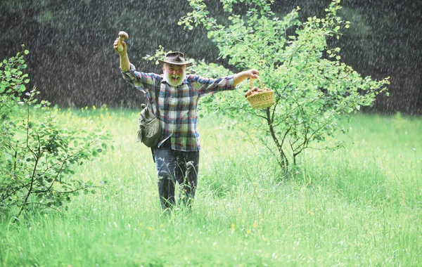 Raccolgo funghi sotto la pioggia. Uomo maturo con funghi in cesto su sfondo piovoso. Fungo nella foresta, uomo anziano che raccoglie funghi nella foresta. — Foto Stock
