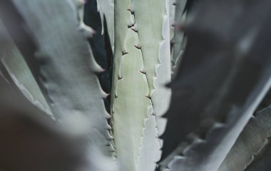 Agave 'ı kapatın. Çöl sırtında kaktüs, kaktüs ya da kaktaceae deseni. Agave kaktüsü.