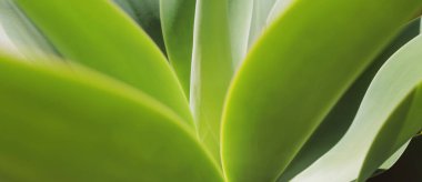 Agave kaktüsü. Kaktüs sırtı, kaktüs tasarımı ya da kaktaceae deseni.