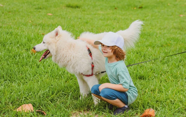 Pequeño boyhugging blanco peludo samoyed perro y riendo en el parque o spirng hierba fondo. —  Fotos de Stock