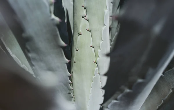 Muy cerca de Agave. Cactus en el fondo del desierto, cactus o cactaceae patrón. Cactus de agave. —  Fotos de Stock