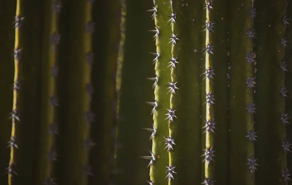 Patrón de cactus, cactus o cactaceae. —  Fotos de Stock