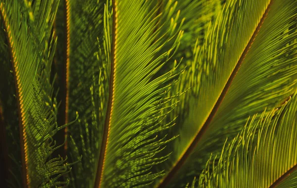 Tropické listy textura, palmové listy příroda zelené pozadí. Zelené listy listoví vzor textury v džungli. — Stock fotografie