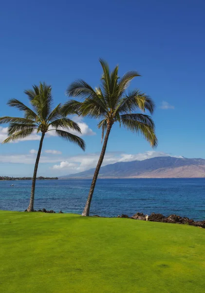 热带海滩，沙滩，海洋，棕榈叶，棕榈树和蓝天。夏季海滩背景. — 图库照片