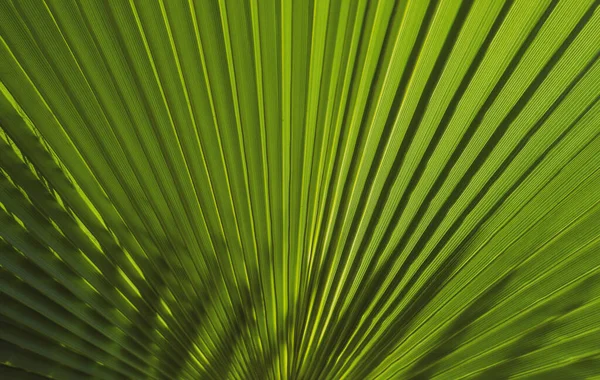 Tropisk bladstruktur, palmblad natur grön bakgrund. Tropisk grön mönsterstruktur. — Stockfoto