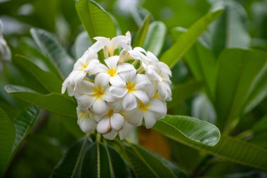 Beyaz Plumeria Rubra çiçekleri. Frangipani çiçeği. Plumeria pudica beyaz çiçekler, yeşil yapraklı arka plan.