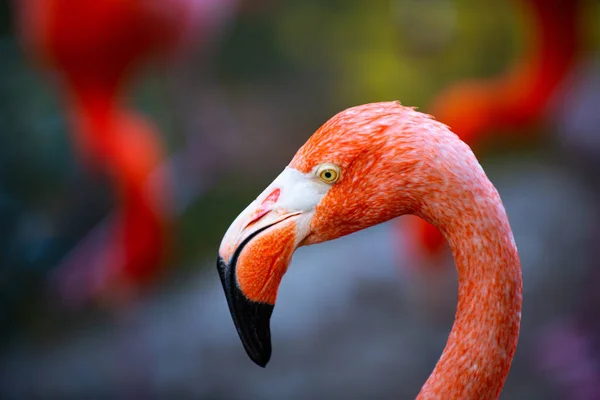 Flamingo 'nun doğadaki portresini yakından çek. Phoenicopterus ruber dişiyle yakın temas halinde. Güzellik Flamingoları. — Stok fotoğraf