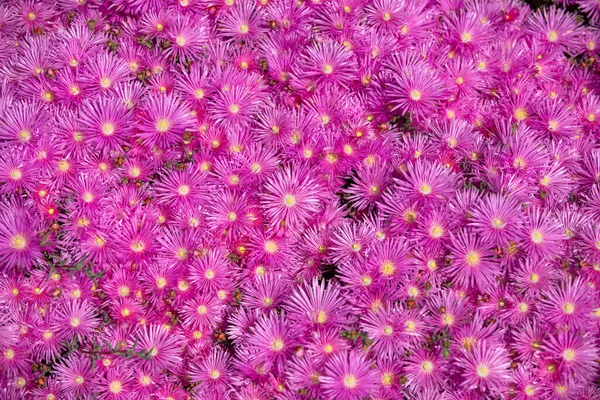 Flores roxas e grandes grupos de fundo bonito. Astras cor-de-rosa no jardim, textura margaridas rosa. Fundo de camomila violeta. Flores de flox de musgo rosa e roxo. Vista superior. — Fotografia de Stock