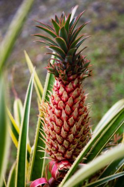 Hawaii 'de ananas yetiştiren ananas bitkileri. Tropik ananas meyvesi. Bahçede büyüyen ananas tropikal meyvesi.