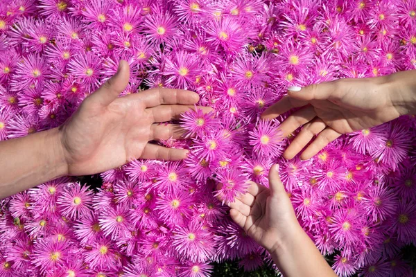 Family hands of father, mother and child together on pink asters, pink daisies texture background. Gesture sign of support and family love. — Photo