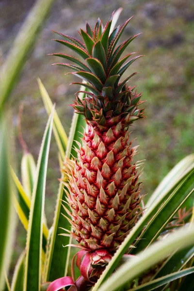 Hawaii 'de ananas yetiştiren ananas bitkileri. Tropik ananas meyvesi. Bahçede büyüyen ananas tropikal meyvesi.