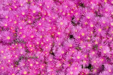 Üst Manzara. Bahçede pembe asterler, pembe papatya deseni. Violet papatya çayı geçmişi. Pembe ve mor yosun çiçekleri..