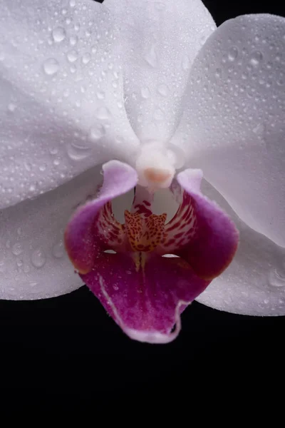 Zbliżenie mokra orchidea na czarnym tle. Storczyki kwitną z bliska, Phalaenopsis. — Zdjęcie stockowe