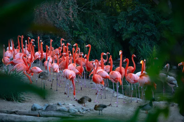 Flamenco americano o caribeño, Phoenicopterus ruber. Los flamencos o flamencos son un tipo de ave zancuda de la familia Phoenicopteridae. Flamencos rojos. — Foto de Stock