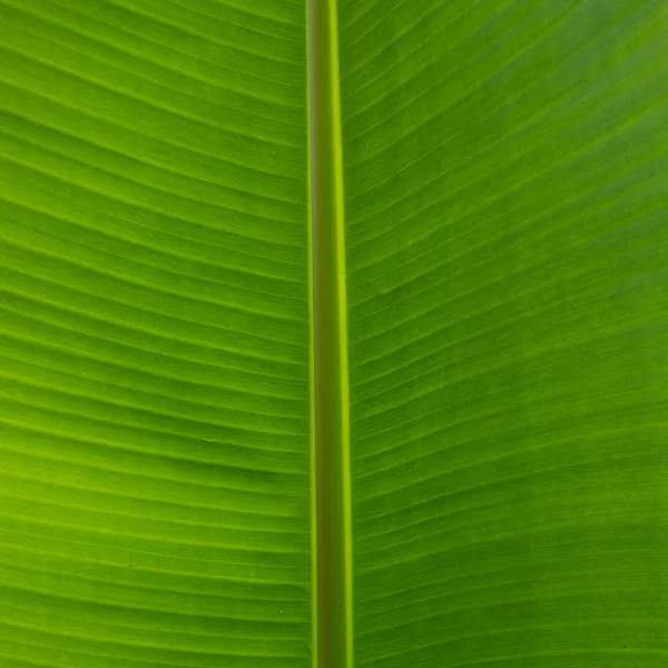 Tropical leaf texture background. Green close up leaf structure. Palm leaves texture. — Fotografia de Stock