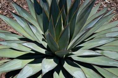 Agave kaktüsü. Çölde kaktüs, kaktüs ya da kaktaceae deseni.