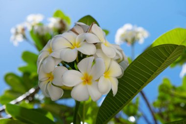 Mavi gökyüzü arkaplanlı Frangipani çiçeklerini kapatın. Yeşil yapraklı güzel frangipani çiçekleri. Beyaz Plumeria Rubra çiçekleri.