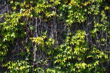 Yeşil duvar yaprakları arkaplan, koyu duvar kağıdı konsepti, doğa yaprağı arkaplan.