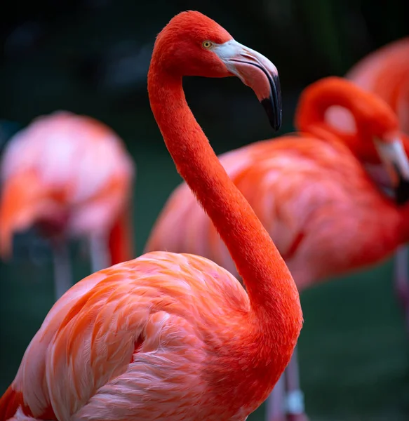 American or Caribbean flamingo, Phoenicopterus ruber. Flamingos or flamingoes are a type of wading bird in the family Phoenicopteridae. Red Flamingos. — Stock Photo, Image