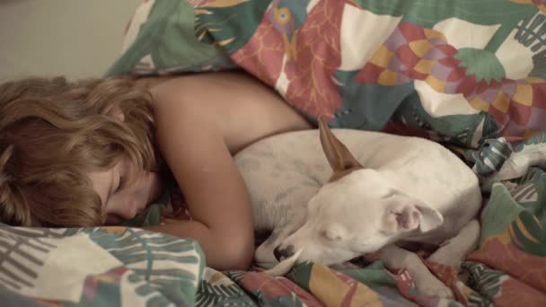 Хлопчик з собакою чихуахуа змішаний лежить у ліжку і спить. Порушення сну, відпочинку та неспання. Час сну для дитячого хлопчика з твариною. Дитина і собака обіймаються і сплять. Цуценята та діти . — стокове відео