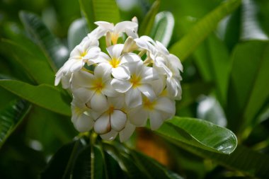 Beyaz Plumeria Rubra çiçekleri. Frangipani çiçeği. Beyaz Frangipani çiçek buketi.