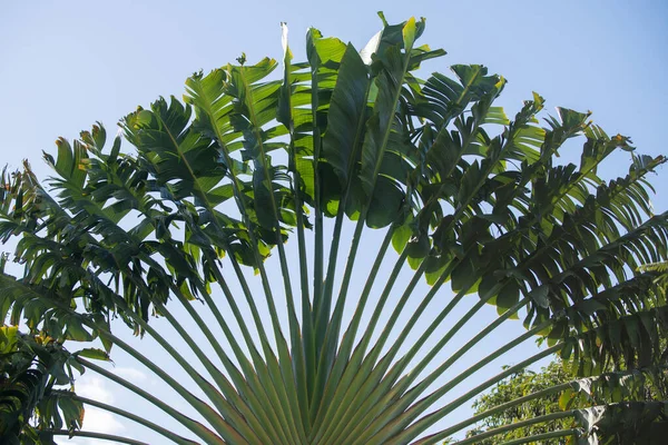 Tropisk grön mönsterstruktur. Palmer på blå himmel, palm vid tropisk kust, kokosnötsträd med tropiska palmblad bakgrund. — Stockfoto