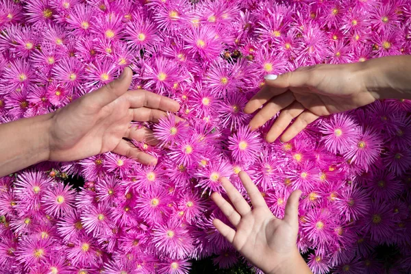 Père mère et enfant tenant la main près des asters roses fleurs. Signe gestuel de soutien et d'amour, unité de famille. Parents mains sur fond de camomille violette. — Photo