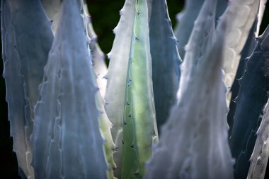 Agave kaktüsü. Kaktüs sırtı, kaktüs ya da kaktaceae deseni.