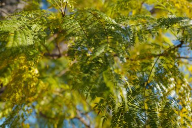 Eğreltiotu yaprağı yaprakları, eğreltiotu, gökyüzü arka planı. Yeşil doku ve arkaplan, doğa.
