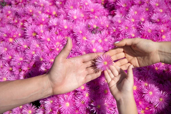 春天的家庭之手。成人和儿童的手牵着花。紫罗兰的菊花背景。父母和孩子手拉手在粉红的月桂花旁.顶部视图. — 图库照片