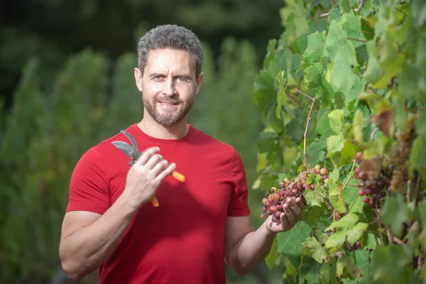 Weinbauer beim Traubenschneiden. Vinedresser schneidet Trauben. männlicher Weingutbesitzer. Mann erntet Trauben von Weinrebe. — Stockfoto